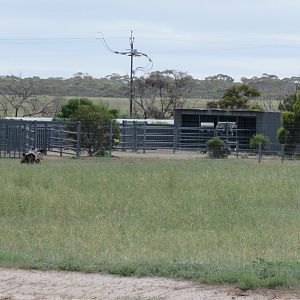 Nile Hippo Holding Area in Wild Africa Area