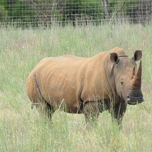 Southern White Rhinoceros in Wild Africa Area