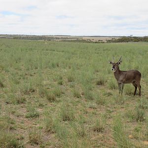 Waterbuck in Wild Africa Area
