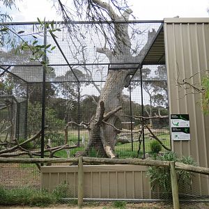Blue and Gold Macaw Aviary
