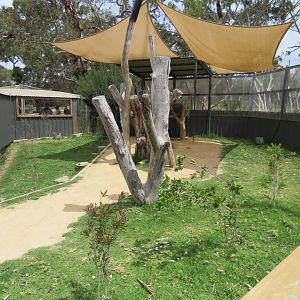 New Koala Exhibit