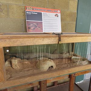 Woma Python Exhibit