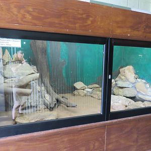 Black Headed Python Exhibit
