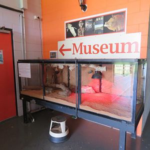 Shingleback Lizard Exhibit