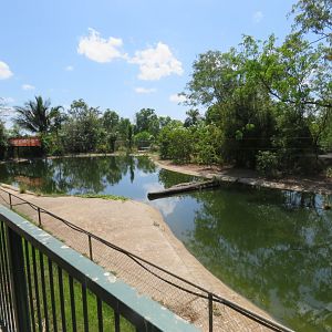 Saltwater Crocodile Enclosure