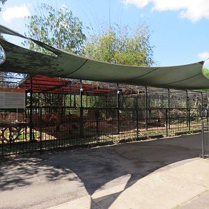 Hamadryas Baboon Exhibit