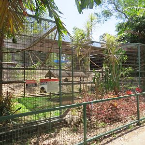 Black Handed Spider Monkey Exhibit