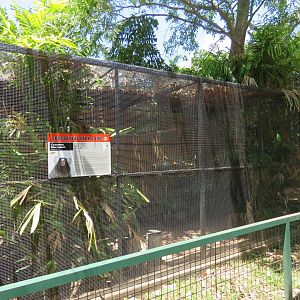 Common Marmoset Exhibit