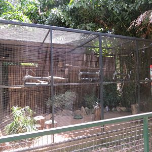 Cotton Top Tamarin and Elongated Tortoise Exhibit