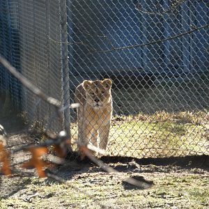 Pumpkin (African lion)