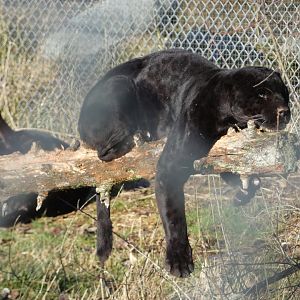 Slow morning (Jaguars, melanistic)