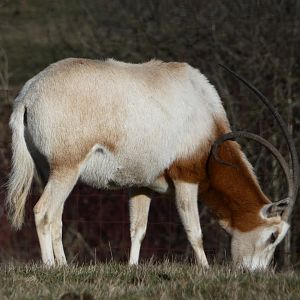 Horn oddity (Scimitar-horned oryx)