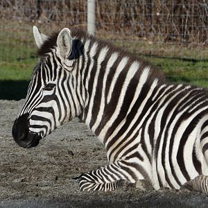 Karoo (Plains zebra)