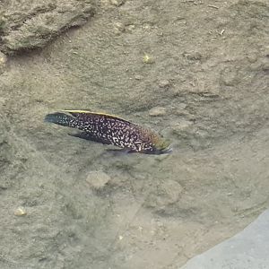 Mozambique tilapia or Black diamond cichlid?