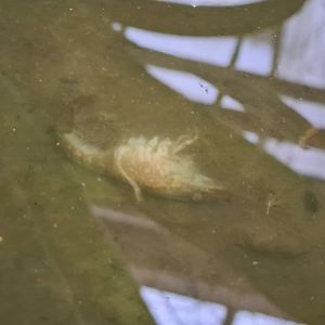 (Dead) Marbled crayfish?