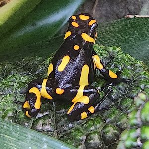 Atlanta Botanical Gardens - 'Pacasi' PDF