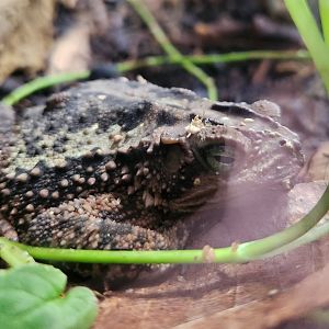Atlanta Botanical Gardens -  Incilius coniferus