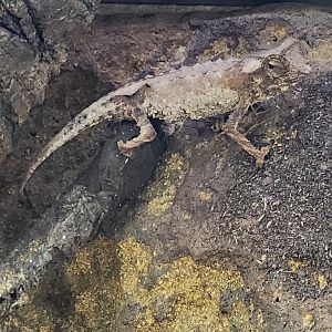 Atlanta Botanical Gardens - Brookesia stumpffi