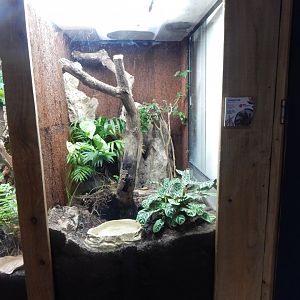 Bugs at Home - Coconut crab exhibit 050224