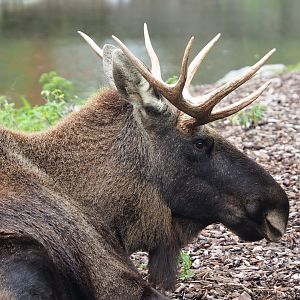 Eurasian moose (Alces alces alces), 2023-10-13
