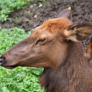 Wapiti (Cervus canadensis), 2023-10-13