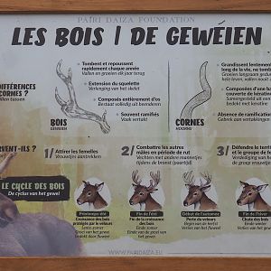 Antlers signage, 2023-10-13