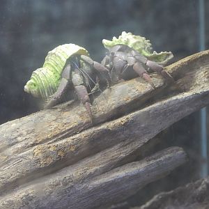 Bugs at Home - Land hermit crabs 50224