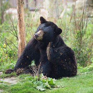 American black bear (Ursus americanus), 2023-10-13