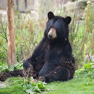 American black bear (Ursus americanus), 2023-10-13