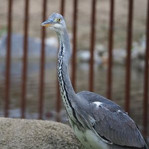 Wild Grey heron (Ardea cinerea), 2023-10-13