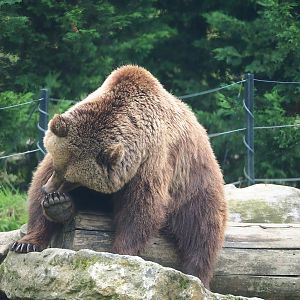 Eurasian brown bear (Ursus arctos arctos), 2023-10-13