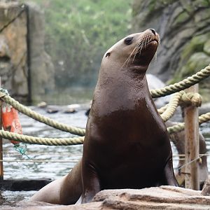Steller's sea lion (Eumetopias jubatus), 2023-10-13