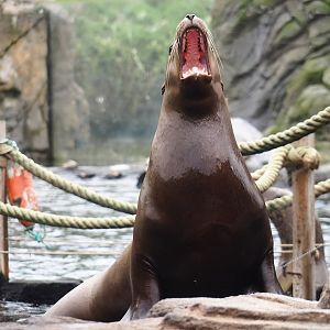 Steller's sea lion (Eumetopias jubatus), 2023-10-13