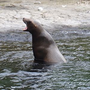Steller's sea lion (Eumetopias jubatus), 2023-10-13