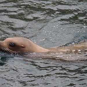 Steller's sea lion (Eumetopias jubatus), 2023-10-13
