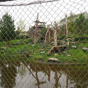 Cougar exhibit, 2023-10-13