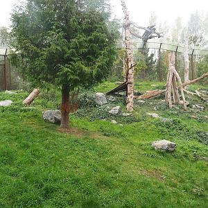 Cougar exhibit, 2023-10-13