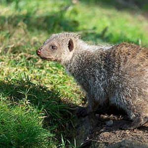 Banded mongoose, Beale Park, UK