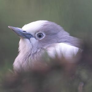 White shouldered starling, Beale Park, UK