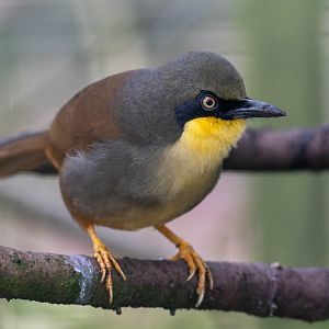 Rufous-vented laughing thrush, Beale Park, UK