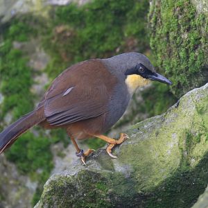 Rufous-vented laughing thrush, Beale Park, UK