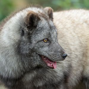 Arctic fox, Beale Park, UK