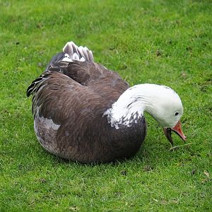 Blue phase snow goose (Anser caerulescens), possibly feral or escaped, 2023-10-13