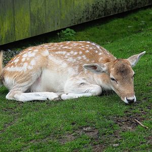 Common fallow deer (Dama dama), 2023-10-13