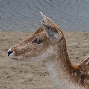 Common fallow deer (Dama dama), 2023-10-13