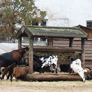 Goat and sheep feeder, 2023-10-13