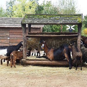 Goat and sheep feeder, 2023-10-13