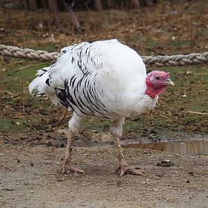 Domestic turkey (Meleagris gallopavo domesticus), 2023-10-13