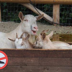 Domestic goats (Capra hircus), 2023-10-13