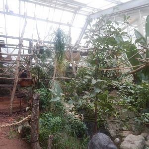 Linnaeus' two-toed sloth exhibit 050224